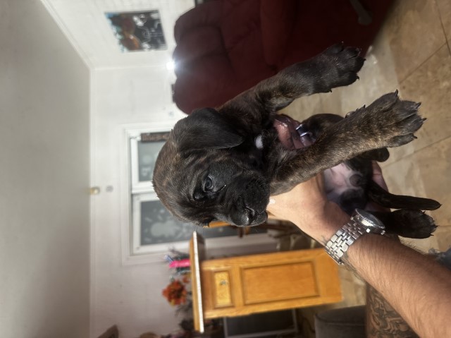 Cane Corso puppy for sale + 66387