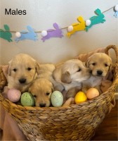 Golden Retriever puppies - AKC registered Golden Retriever for sale/adoption