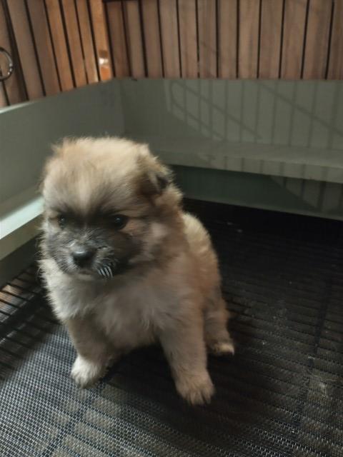 Pomeranian puppy for sale + 63963
