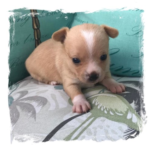 Chihuahua puppy for sale + 48805