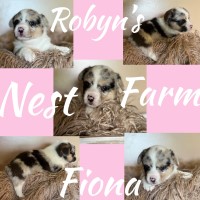 Merle Corgi female Senecaville Ohio Pembroke Welsh Corgi for sale/adoption