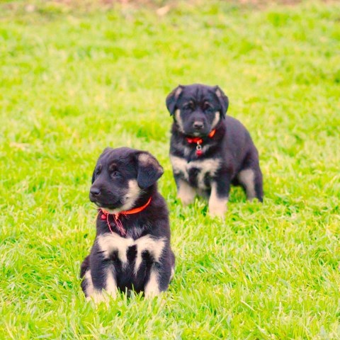 anatolian shepherd puppies