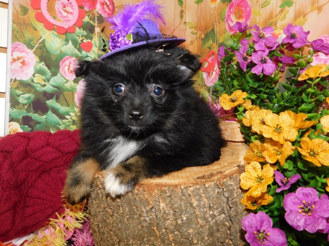 RARE TOY POMERANIANS Black/ Tans.