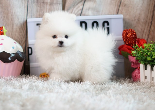 Pomeranian puppy for sale + 57069