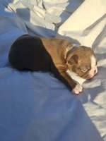 Boston Terrier Orange boy Boston Terrier for sale/adoption