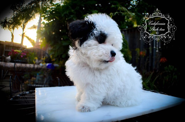Goldendoodle puppy for sale + 63132
