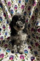 Labradoodles for sale Labradoodle for sale/adoption