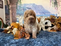 Bear Coat, Shar Pei, Flower, Meat Mouth Boy Chinese Shar Pei for sale/adoption