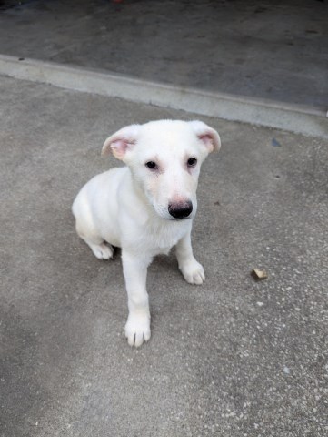 AKC White German Shepherd Puppies