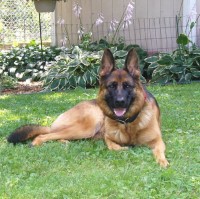 LITTER Due September 28, 2021 Now Taking Inquiries for our Waiting List German Shepherd Dog for sale/adoption