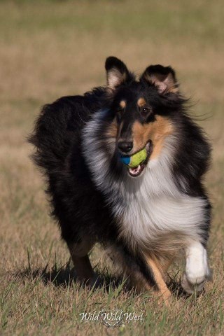 Rough Collie tri colored female puppy