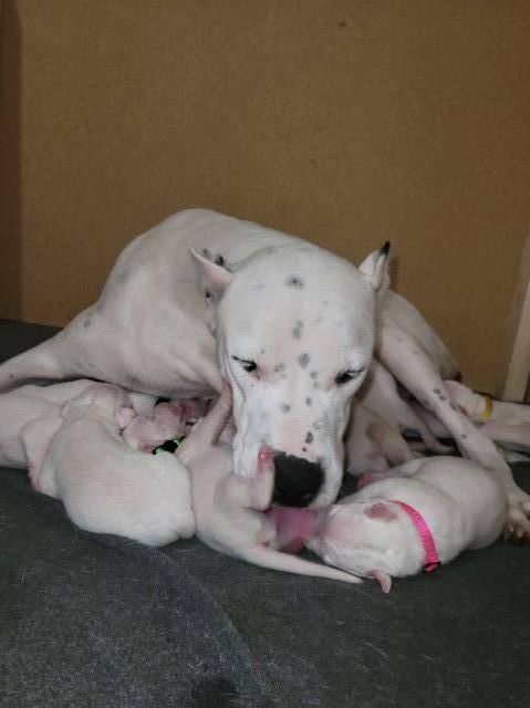 Dogo Argentino Puppies