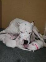 Dogo Argentino Puppies Dogo Argentino for sale/adoption
