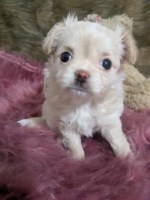Pearl LC Apple Head Female Chihuahua Chihuahua for sale/adoption
