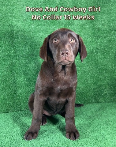 AKC Chocolate And Black Lab Puppies