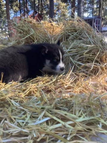 Spell! AKC Black and Tan , male with Blue eyes!