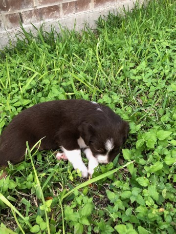 Miniature Australian Shepherd puppy for sale + 54127