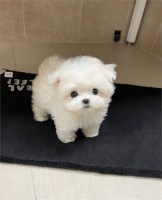 Two Teacup Maltese Puppies Needs a New Family Maltese for sale/adoption