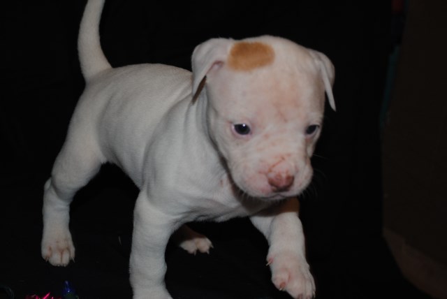 American Bulldog puppy for sale + 50911