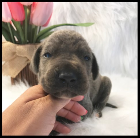 Great Dane puppy for sale + 47259