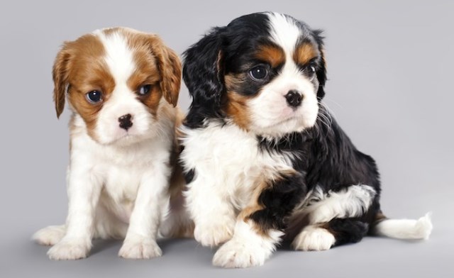 Cavalier king charles spaniel puppies ready for good homes