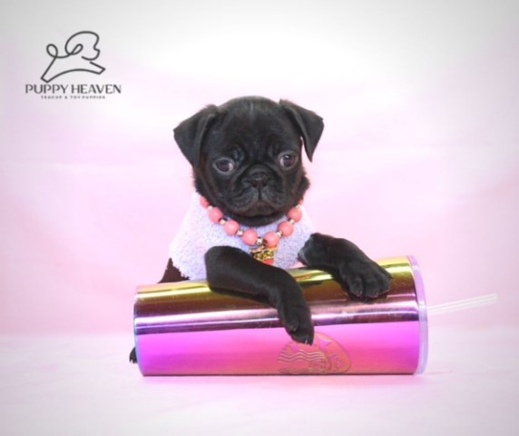 Pug puppy for sale + 61093