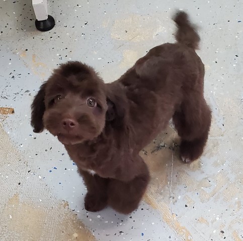 Female Toy/Mini Aussiedoodle