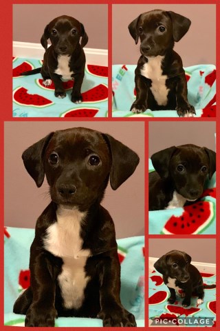 Spunky Chihuahua Mix Puppy-Available