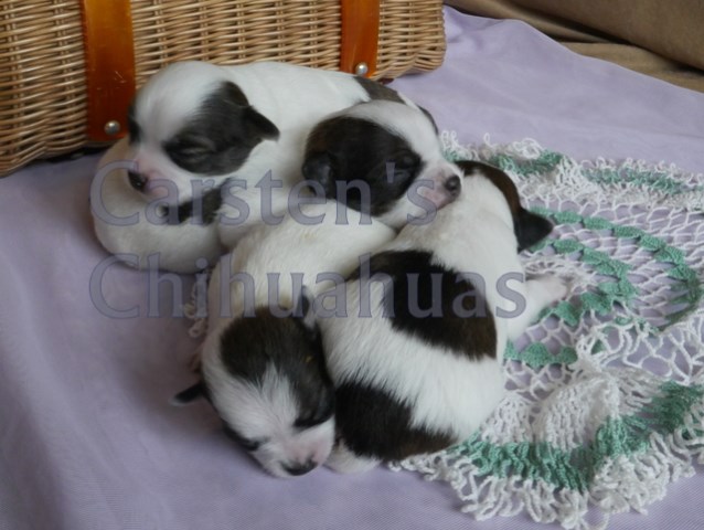 Chi WOW WOW Puppy