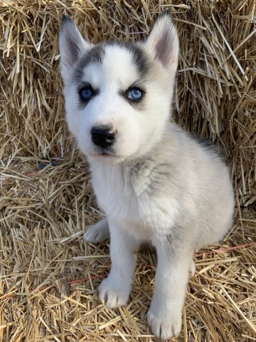 Siberian Husky puppy for sale + 59441