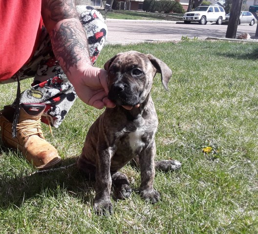 Mastiff puppy for sale + 56200