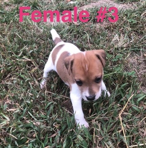 Jack Russell Terrier puppy for sale + 54031