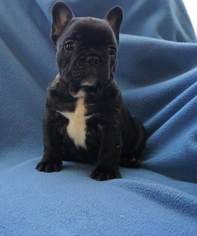 French bulldog puppy