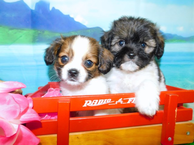 Cavalier/Shih Tzu Baby Girls. Prespoiled. Vet Checked. Financing.