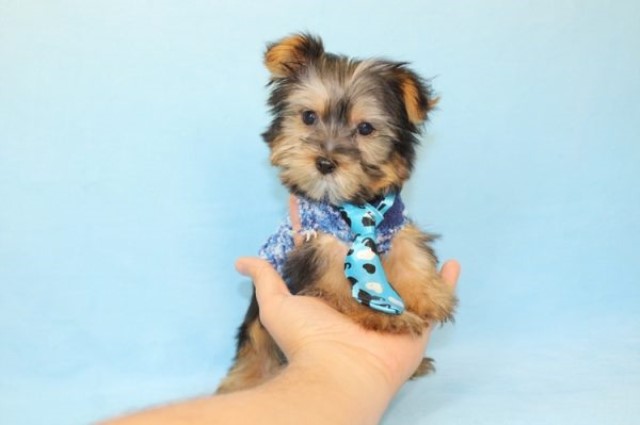 Yorkshire Terrier puppy for sale + 61005