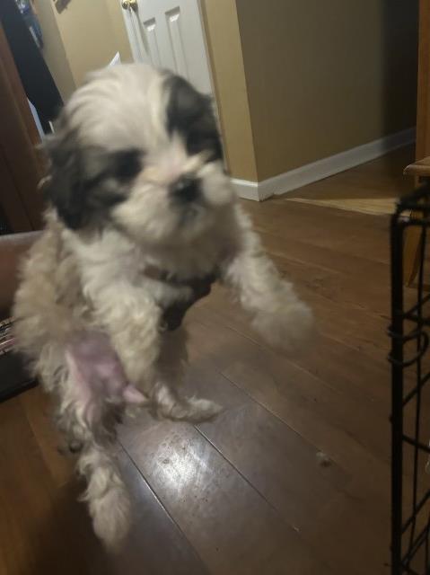 Shih Tzu puppy for sale + 67031