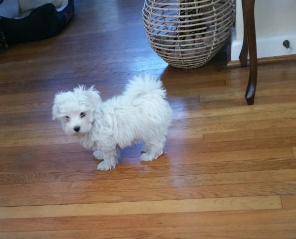 SOLD......Male Maltese his name is BLUE.....SOLD