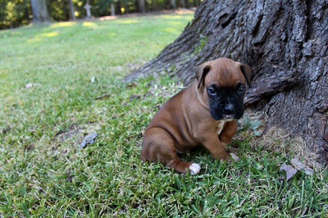 Boxer puppy for sale + 47157
