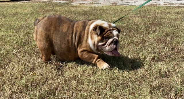 English Bulldog puppy for sale + 66589