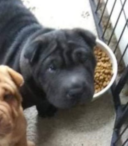 Chinese Shar Pei puppy for sale + 62413