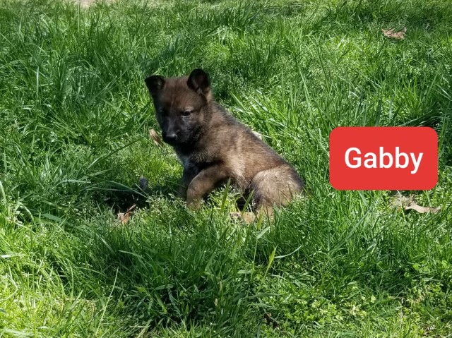 German Shepherd Dog puppy for sale + 63271