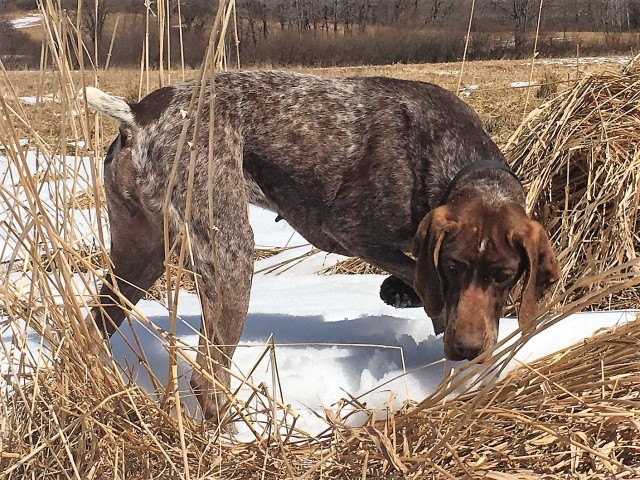 German Shorthaired Pointer puppy for sale + 61669