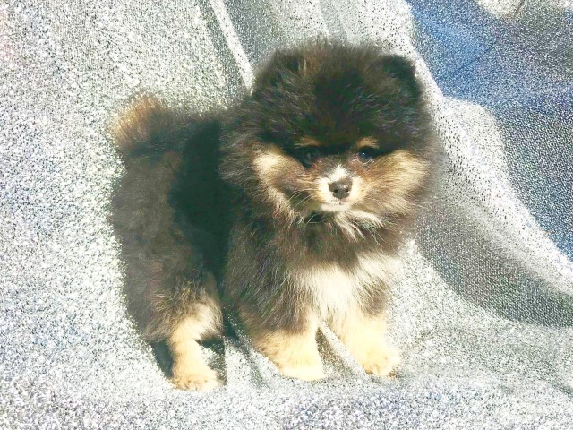 CKC Pomeranian: TEDDY BEAR (male)