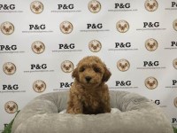 Poodle Toy thumbnail