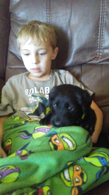 Labradoodle puppy dog for sale in Mansfield, Ohio
