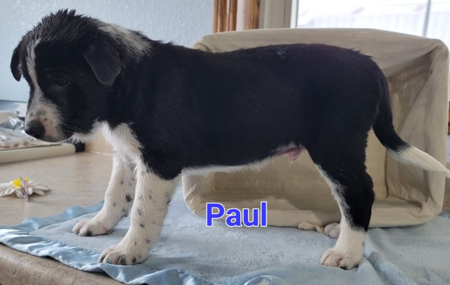 border Collie mix puppies born Feb 10th 231 924 6272.