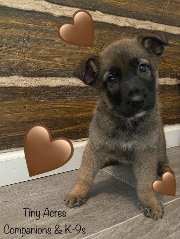German Shepherd Dog puppy for sale + 66376