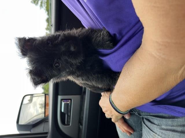 Scottish Terrier puppy for sale + 66620