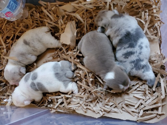 English Bulldog puppy for sale + 60211