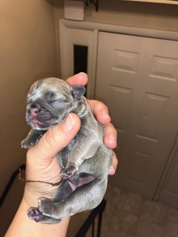 FRENCH BULLDOG PUPPIES IN EAST TN